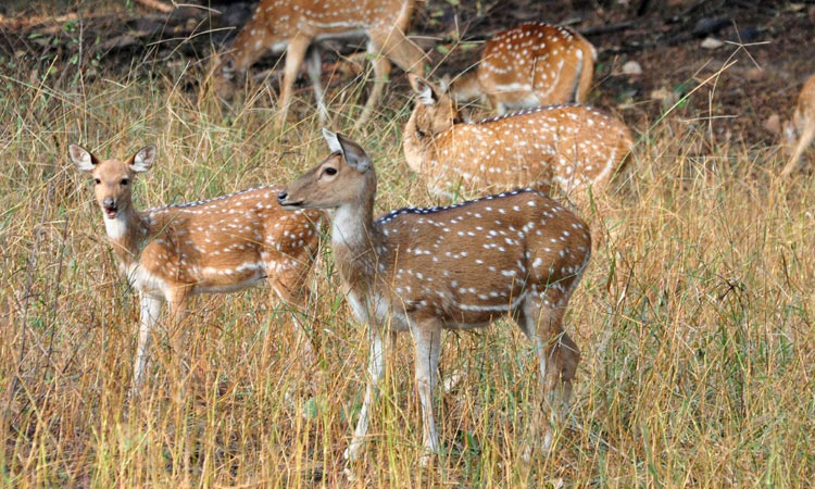 Ranthambore National Park Sawai Madhopur